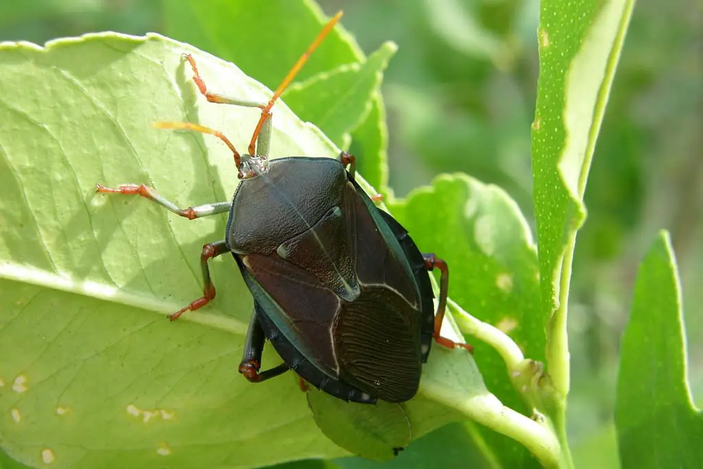 How to keep bugs out of gazebo [2023]